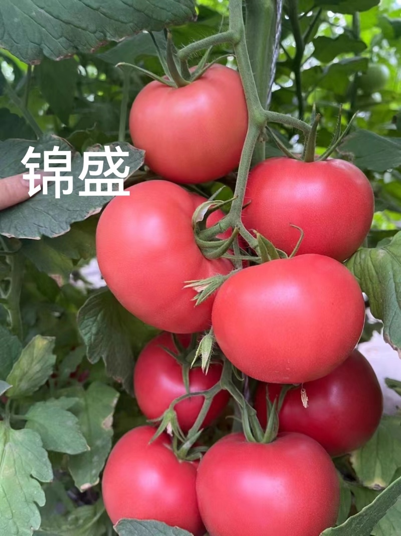 金瑞2号耐热早熟大果硬粉西红柿苗耐裂高产，抗病毒抗灰叶斑