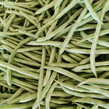 白花红花四季豆