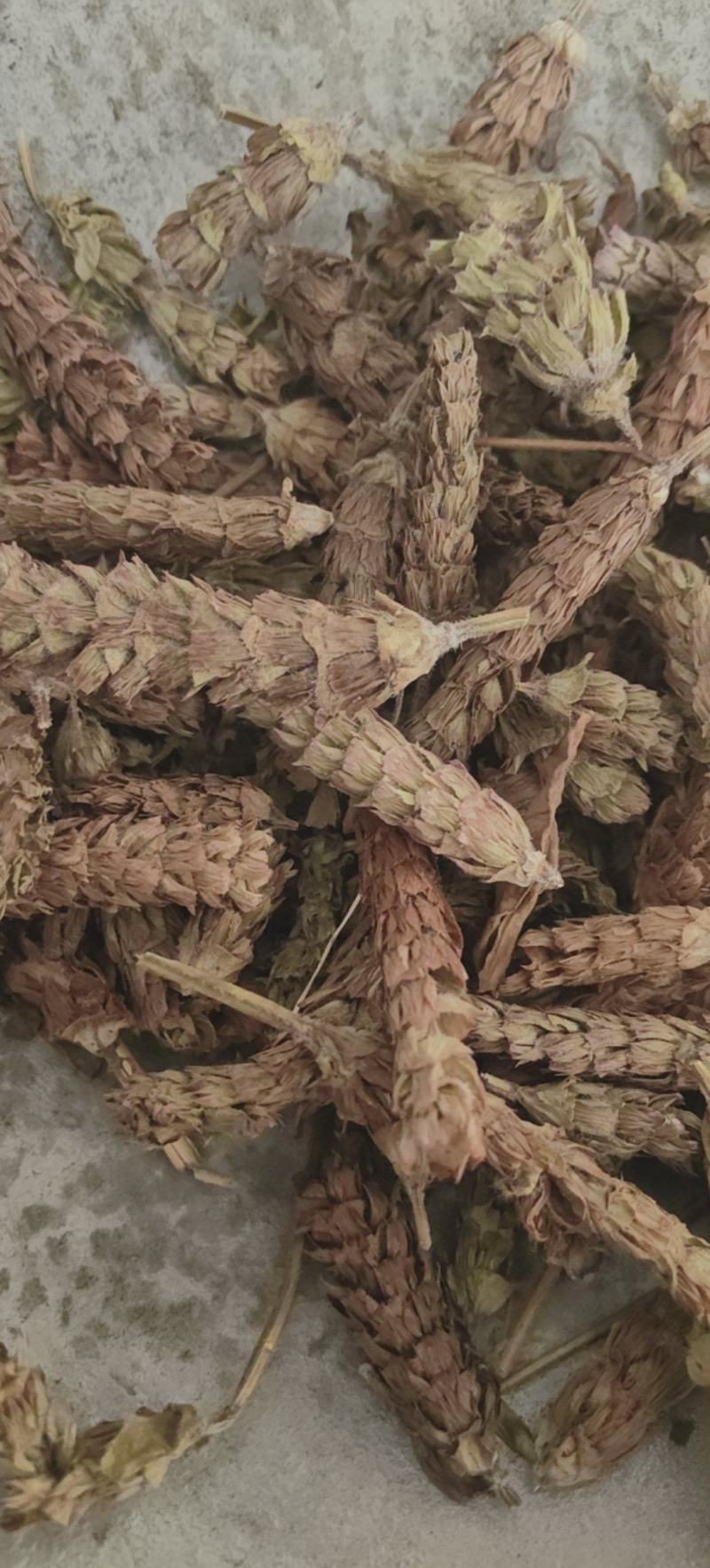夏枯球批发各种中药材量大从优一手货源