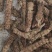 夏枯球批发各种中药材量大从优一手货源