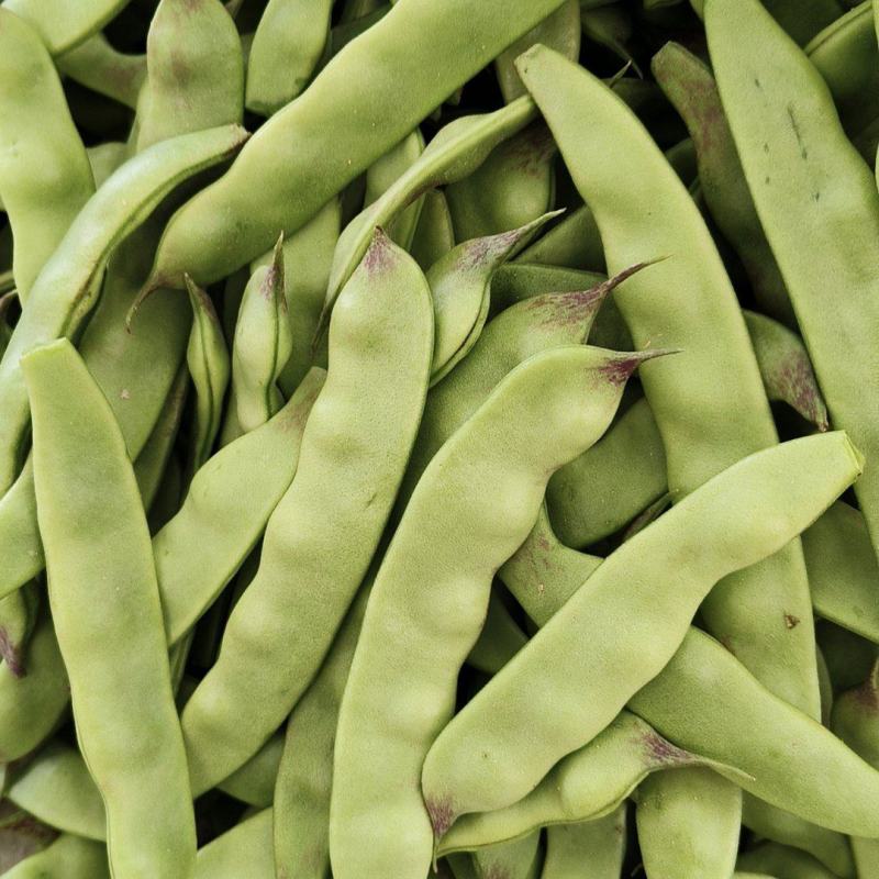 一点红油豆九月青油豆