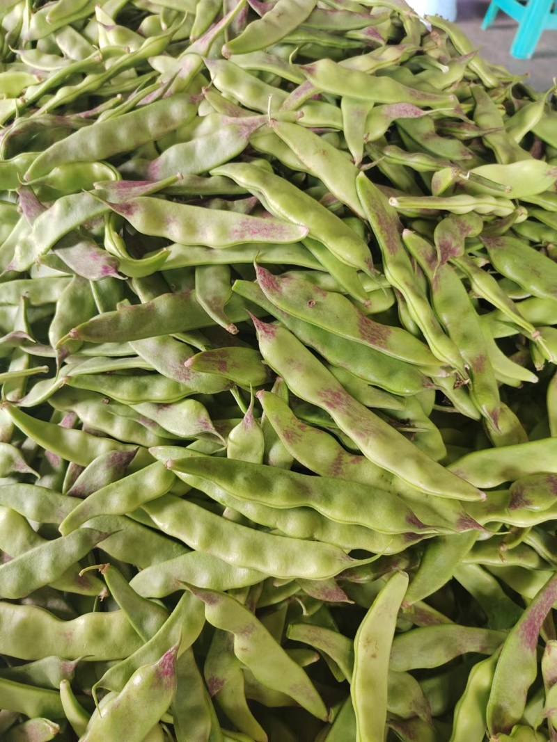 一点红油豆九月青油豆