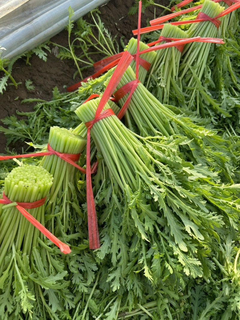 精品茼蒿杆产地直发量大从优诚信合作欢迎来电