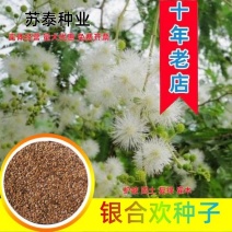 银合欢种子高速路绿化固土