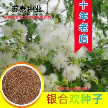 银合欢种子高速路绿化固土