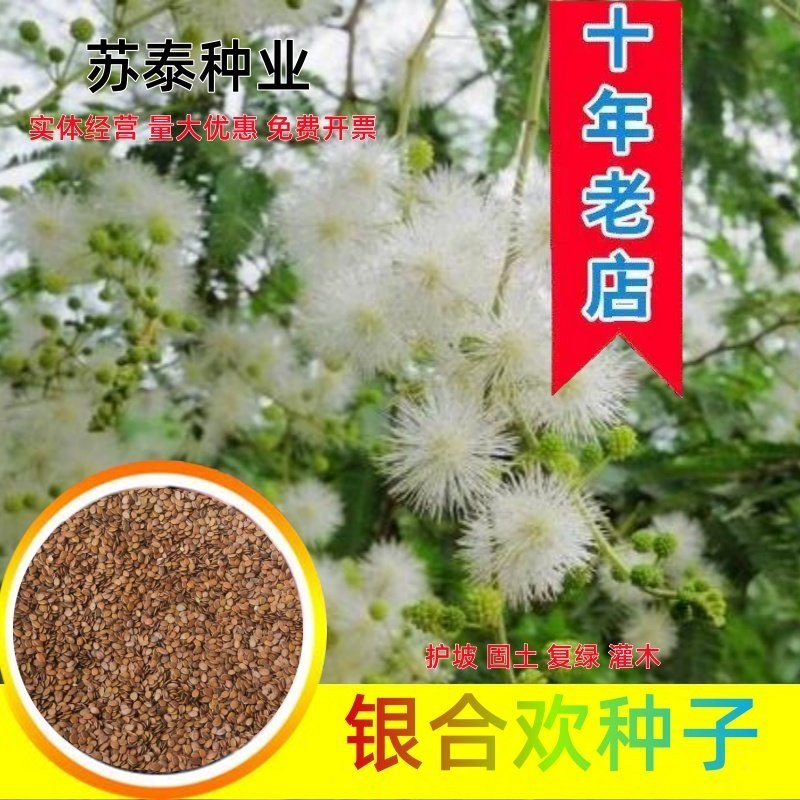 银合欢种子高速路绿化固土