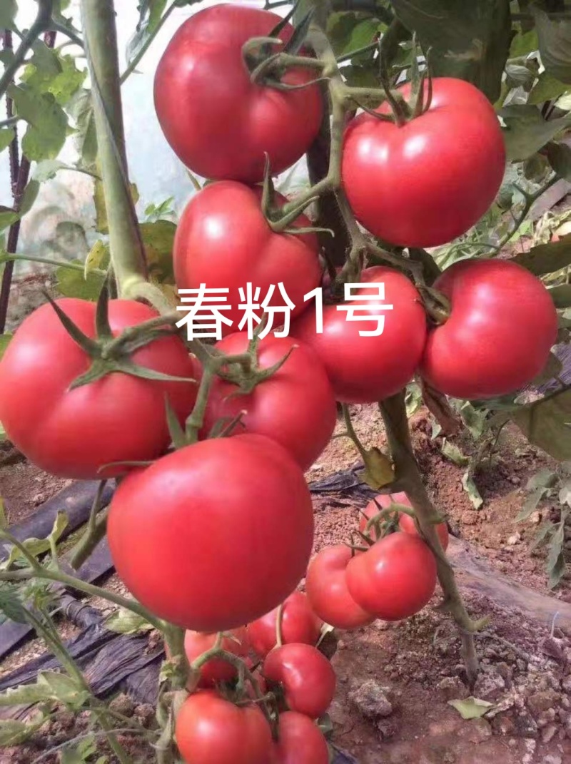 佳特大果硬粉西红柿苗早熟耐裂抗病毒强，抗死棵产量高