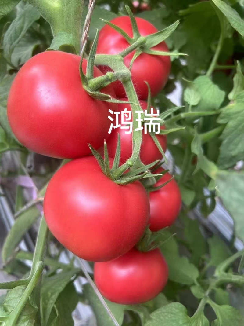 佳特大果硬粉西红柿苗早熟耐裂抗病毒强，抗死棵产量高