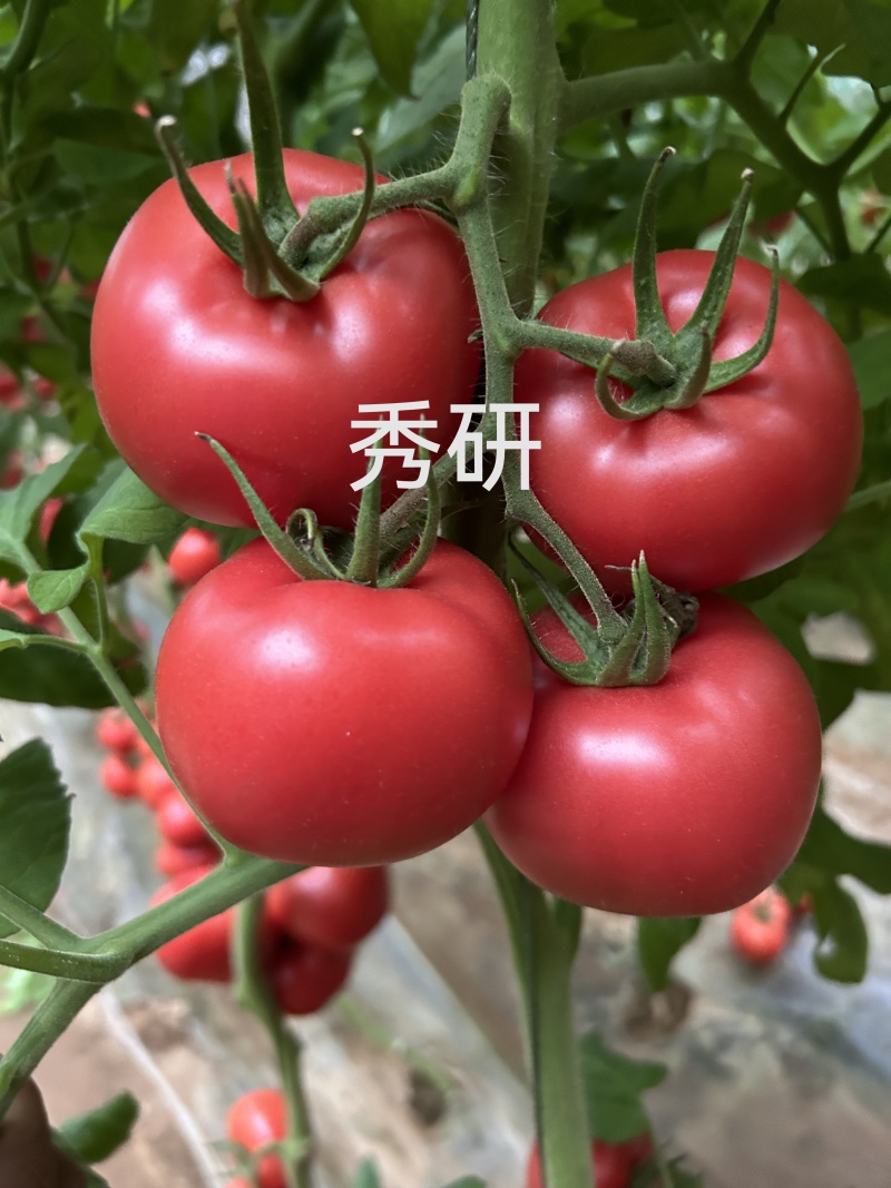 佳特大果硬粉西红柿苗早熟耐裂抗病毒强，抗死棵产量高