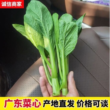 精品广东菜心,迟菜心,菜苔,产地大量供应常年有货