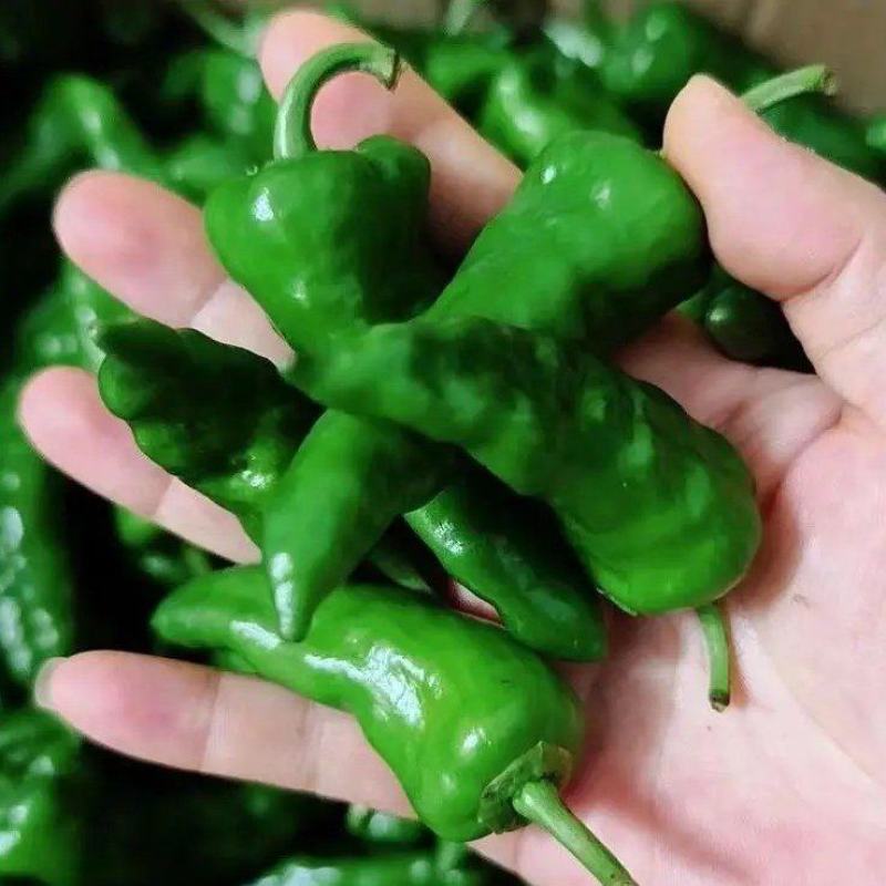 正宗余干辣椒，自己基地种植！需要可以联系