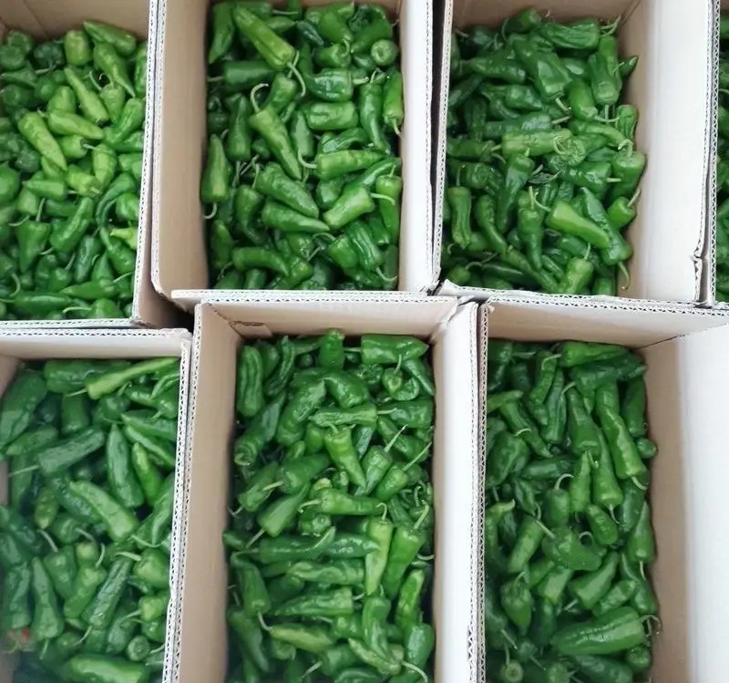 正宗余干辣椒，自己基地种植！需要可以联系