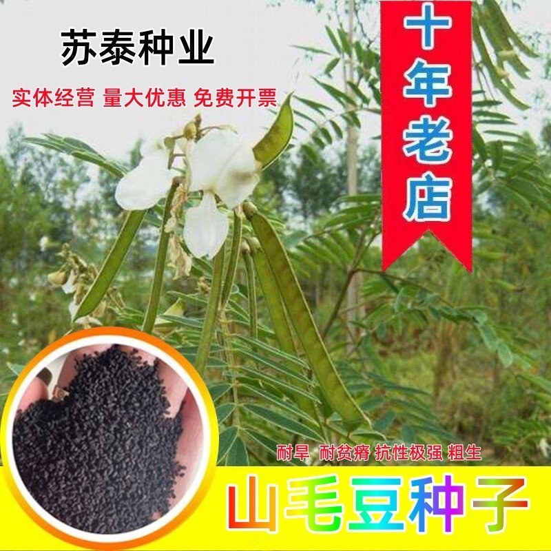 山毛豆种子护坡草籽紫穗槐柠条刺槐银合欢护坡绿化灌木种子