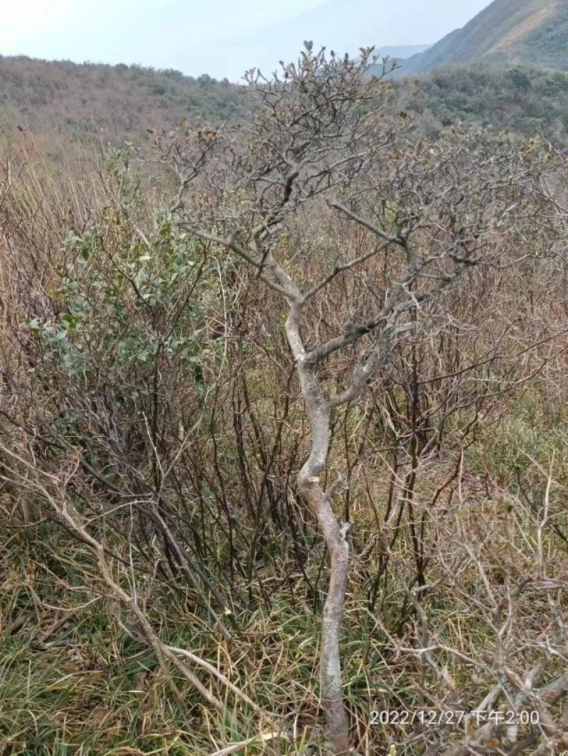 贵州精品映山红