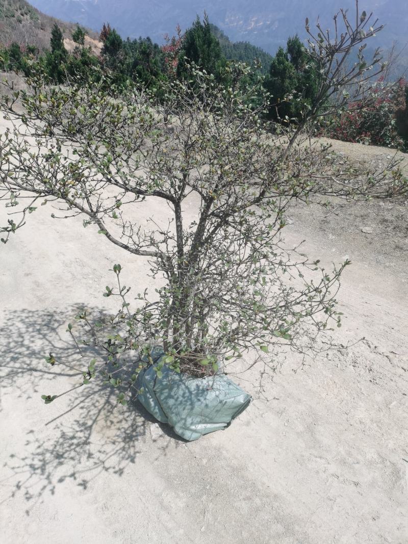 贵州精品映山红