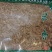 鬼箭羽自然生长量大从优2斤起包邮欢迎选购
