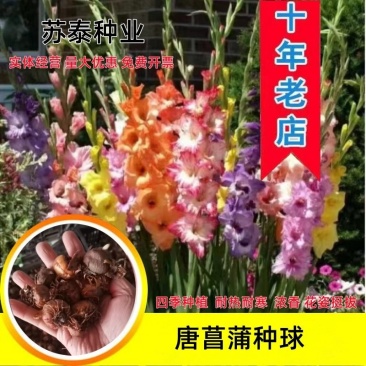 剑兰种球多年花卉盆栽十三太保唐菖蒲四季庭院室外易种植物球