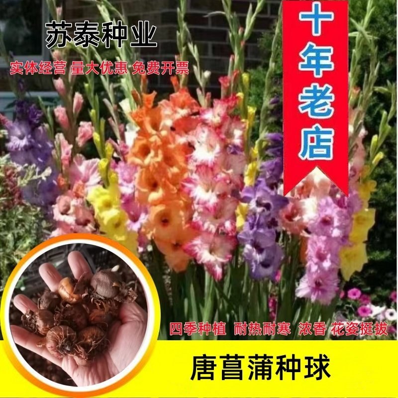 剑兰种球多年花卉盆栽十三太保唐菖蒲四季庭院室外易种植物球