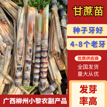 广西黑皮甘蔗苗黑皮甘蔗种黄皮甘蔗苗免费技术交流