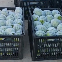 景泰精品早酥，皮溥肉厚，口感香甜，光泽亮丽，属于优质产品