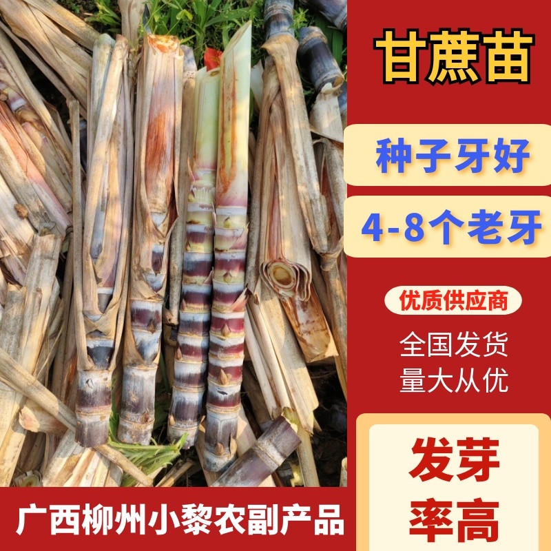 广西黑皮甘蔗苗黑皮甘蔗种黄皮甘蔗苗免费技术交流