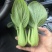 精品油菜，上海青，产地直发，大量上市中，价格优惠