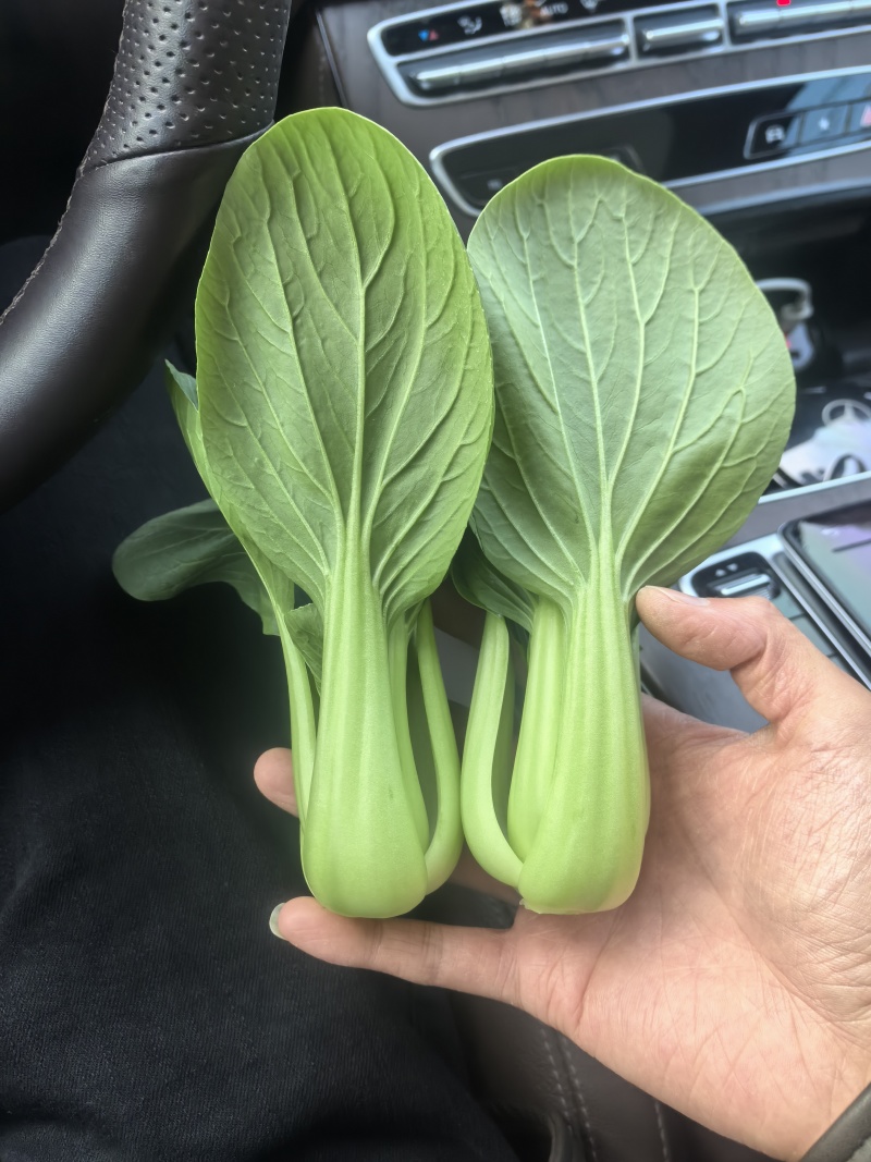 精品油菜，上海青，产地直发，大量上市中，价格优惠