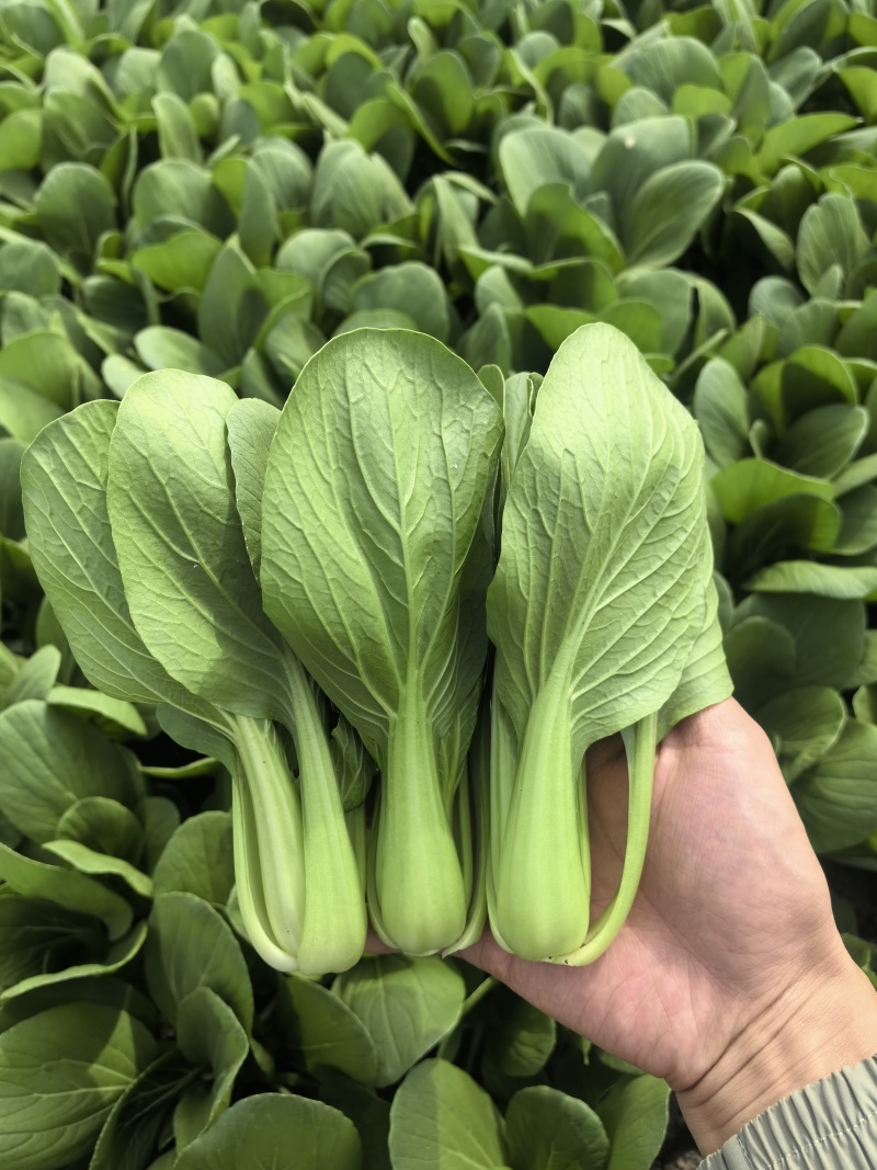 精品油菜，上海青，产地直发，大量上市中，价格优惠