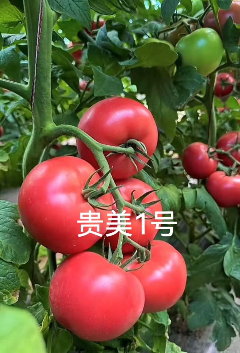 佳特大果硬粉西红柿苗早熟耐裂抗病毒强，抗死棵产量高
