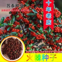 火棘种子火棘种子火把果种子可作围墙