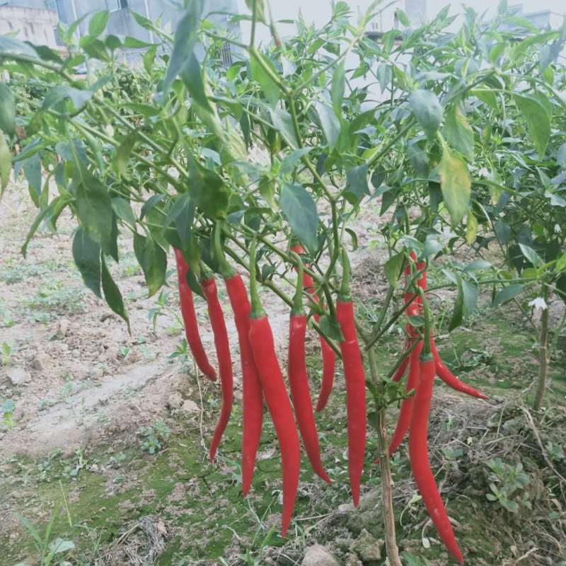 红线椒产地发货大量上市价格便宜欢迎联系咨询采购