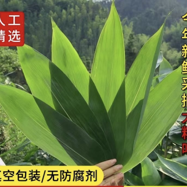 湖北宣恩粽叶