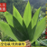 湖北宣恩粽叶