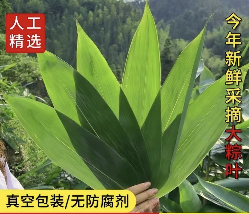 湖北宣恩粽叶