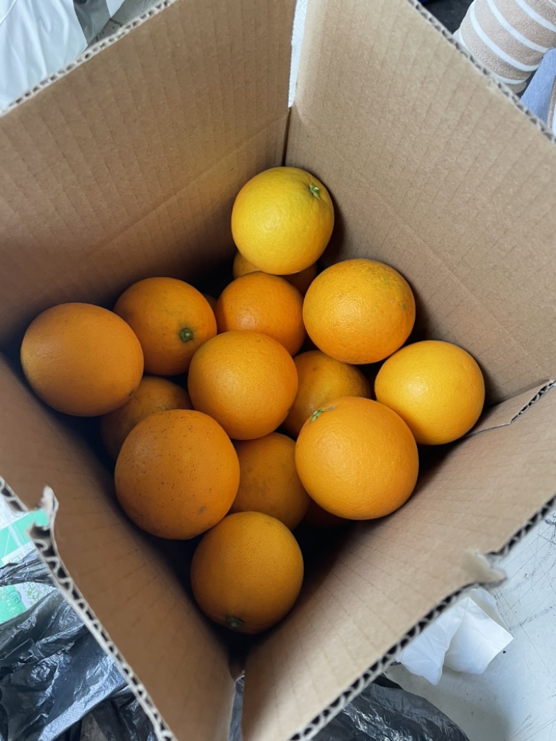 湖南湘西产地纽荷尔脐橙电商小果品质保证物美价廉