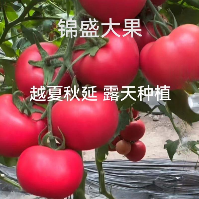 越夏锦盛大果硬粉西红柿苗高圆型颜色亮高产抗病毒抗死棵