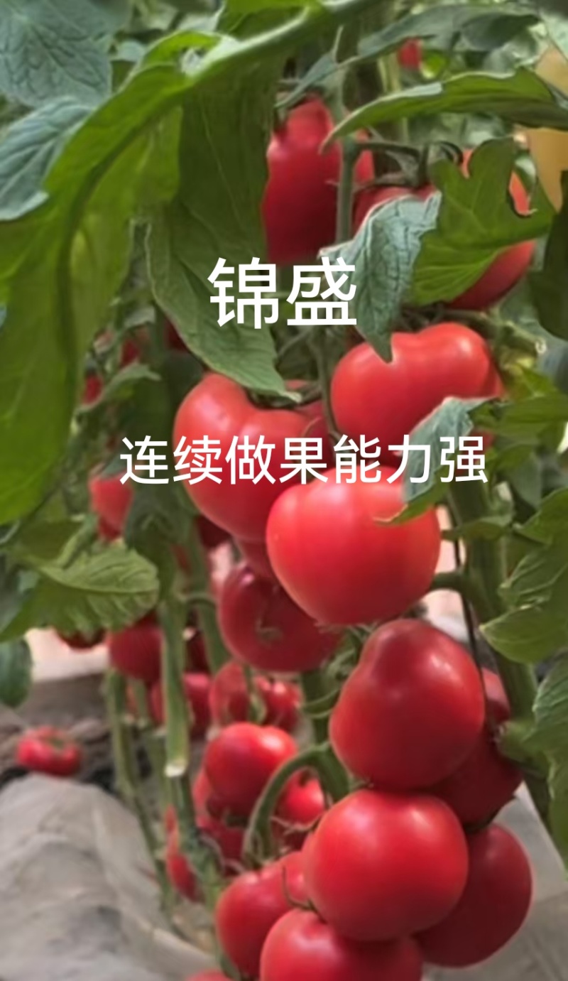 越夏锦盛大果硬粉西红柿苗高圆型颜色亮高产抗病毒抗死棵