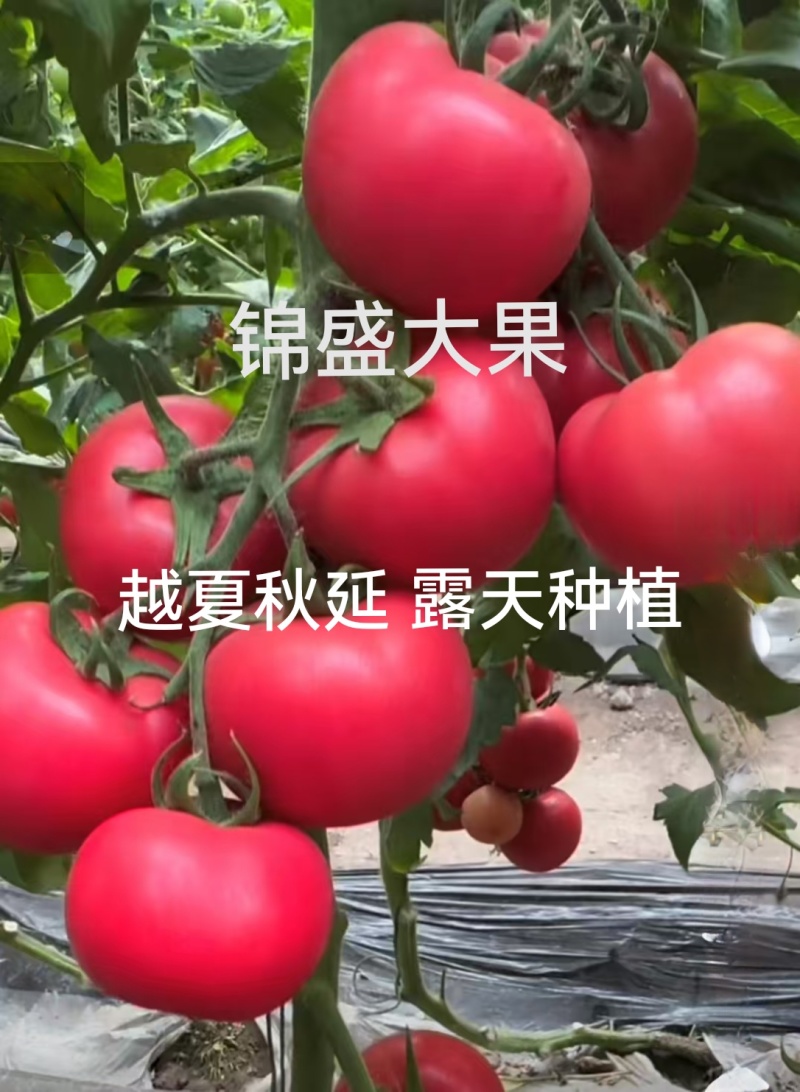 越夏锦盛大果硬粉西红柿苗高圆型颜色亮高产抗病毒抗死棵