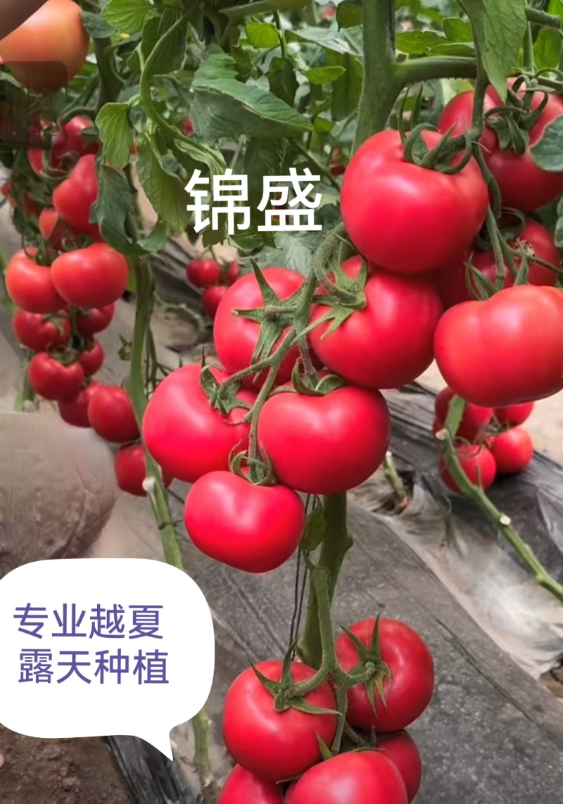 越夏锦盛大果硬粉西红柿苗高圆型颜色亮高产抗病毒抗死棵
