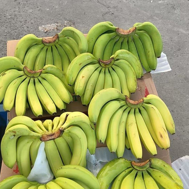 精品香蕉，生蕉，黄蕉。大量有货，需要联系