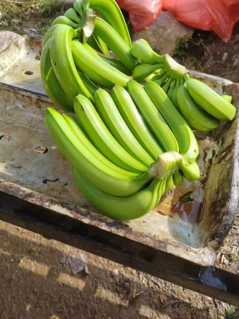 精品香蕉，生蕉，黄蕉。大量有货，需要联系