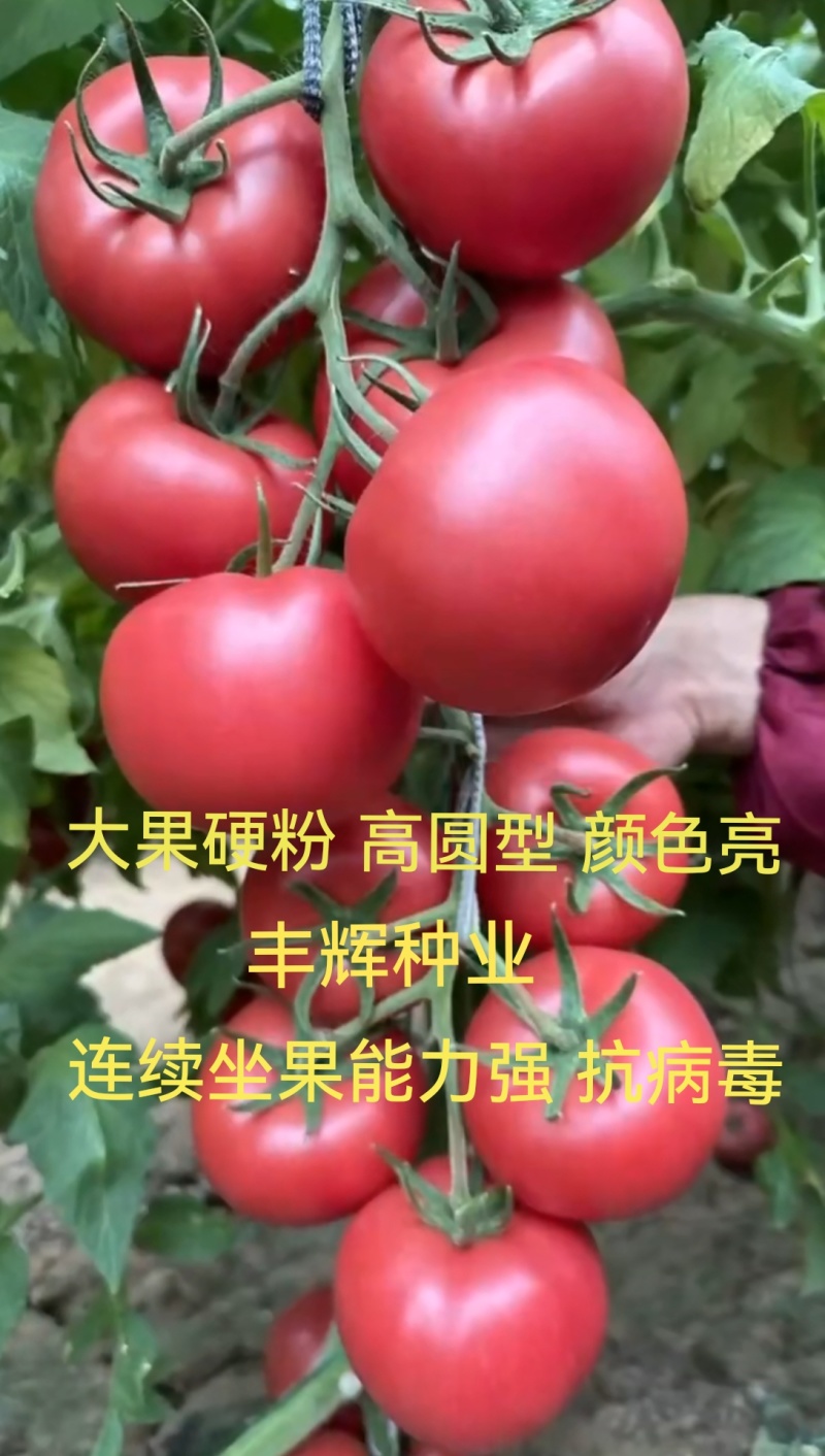 越夏锦盛大果硬粉西红柿苗高圆型颜色亮高产抗病毒抗死棵
