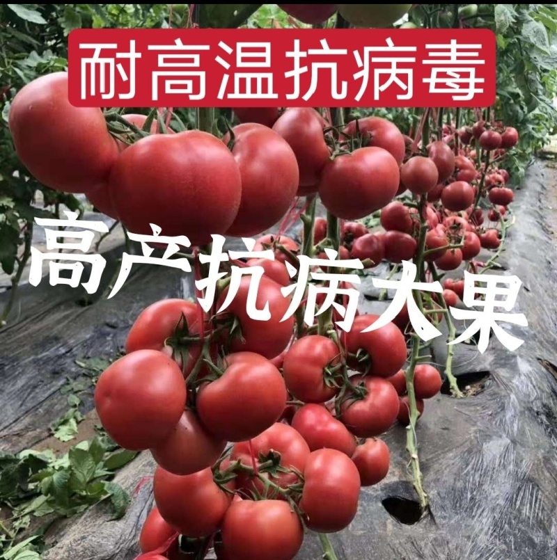 越夏锦盛大果硬粉西红柿苗高圆型颜色亮高产抗病毒抗死棵