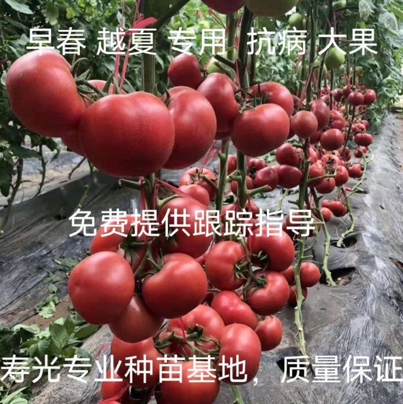 越夏锦盛大果硬粉西红柿苗高圆型颜色亮高产抗病毒抗死棵