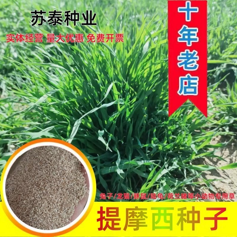 提摩西草种子猫尾草梯牧草兔子豚鼠荷兰猪优质草多年生牧草种
