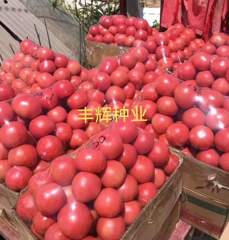 越夏锦盛大果硬粉西红柿苗高圆型颜色亮高产抗病毒抗死棵
