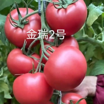 金瑞2号耐热早熟大果硬粉西红柿苗耐裂高产，抗病毒抗灰叶斑