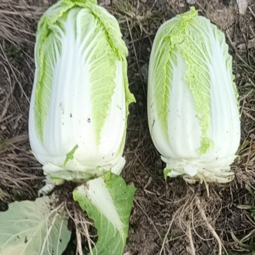 我有精品大娃娃和小娃娃菜要的老板联系