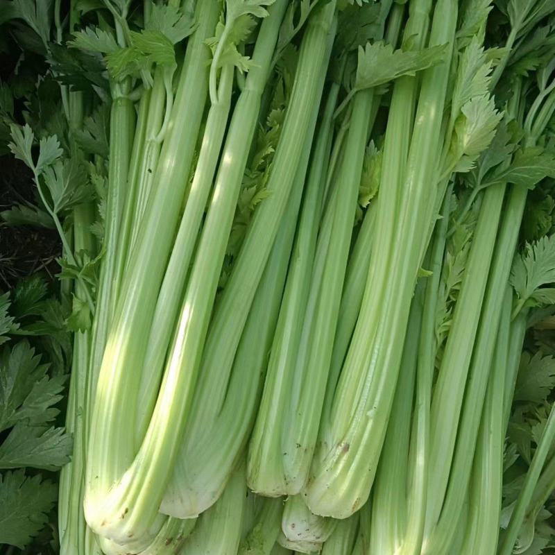 芹菜