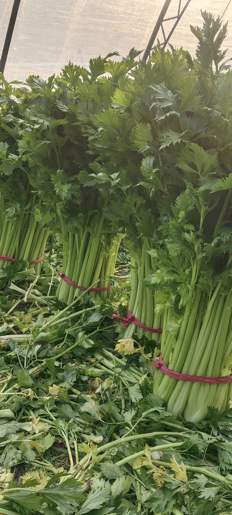 芹菜